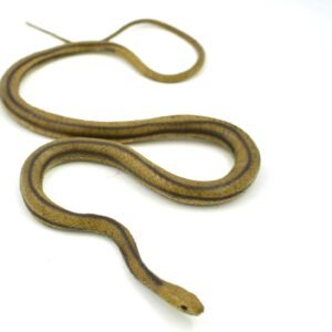 MameJo Lifelike Rubber Replica Yellow Rat Snake 48 Action Figure