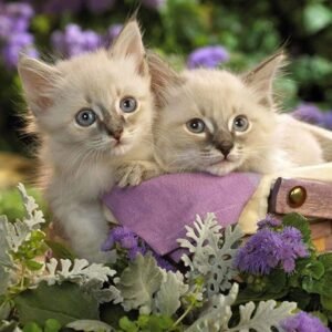 1000PCS Cat Jigsaw Puzzles for Kids Adults - Intellectual Educational Game Gift
