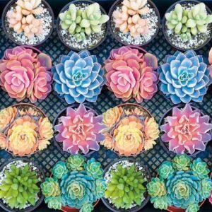 Succulent Plants Jigsaw Puzzles for Kids/Adults,Alonea 1000 Piece for Childrens Educational Gift