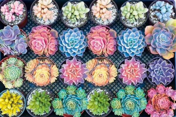 Succulent Plants Jigsaw Puzzles for Kids/Adults,Alonea 1000 Piece for Childrens Educational Gift