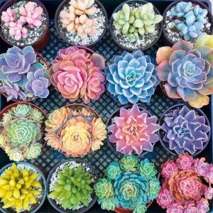 1000 Piece 1.5mm Jigsaw Puzzles for Adults Teen Kids - Realistic Succulent