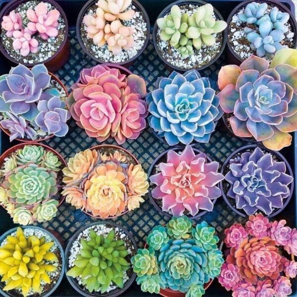 1000 Piece 1.5mm Jigsaw Puzzles for Adults Teen Kids - Realistic Succulent