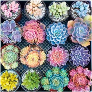 1000 Pieces 1.5 mm Jigsaw Puzzles for Adults, Succulent Plants Pattern Adult