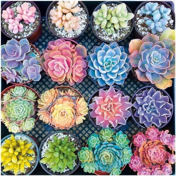 1000 Pieces 1.5 mm Jigsaw Puzzles for Adults, Succulent Plants Pattern Adult