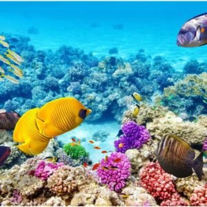 1000 Pieces Puzzles for Adults Ocean World Jigsaw Puzzles Challenging Puzzle Large
