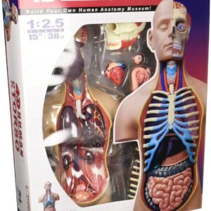 4D Vision Deluxe Human Anatomy Torso Model Kit Toy Fun