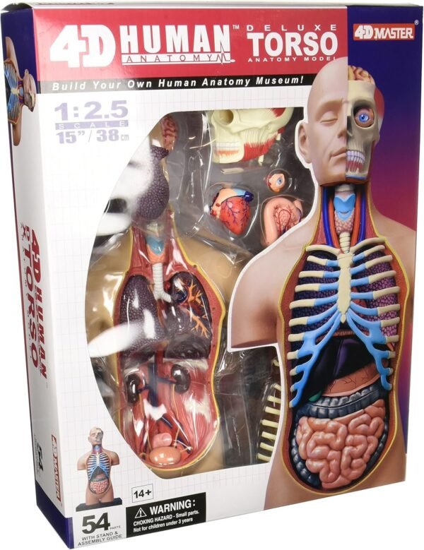 4D Vision Deluxe Human Anatomy Torso Model Kit Toy Fun